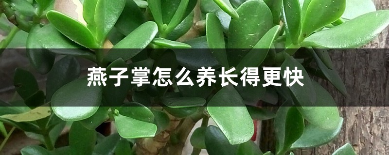 燕子掌怎么养长得更快