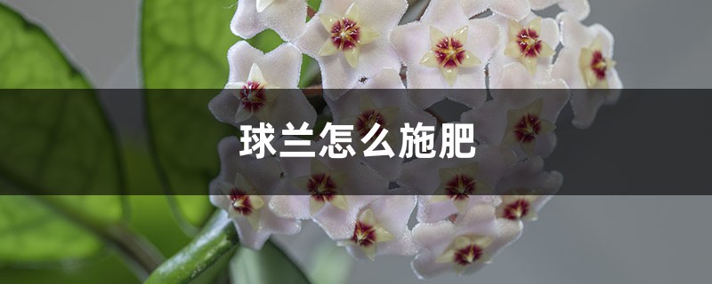 球兰怎么施肥