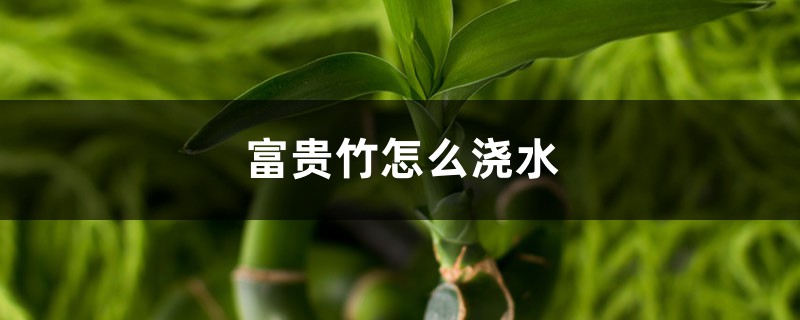 富贵竹怎么浇水