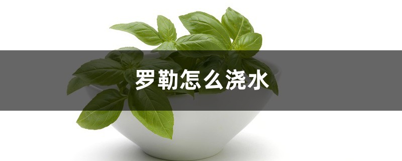 罗勒怎么浇水