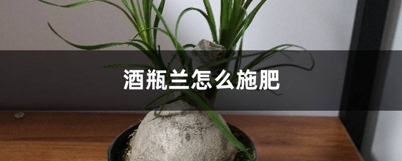 酒瓶兰怎么施肥