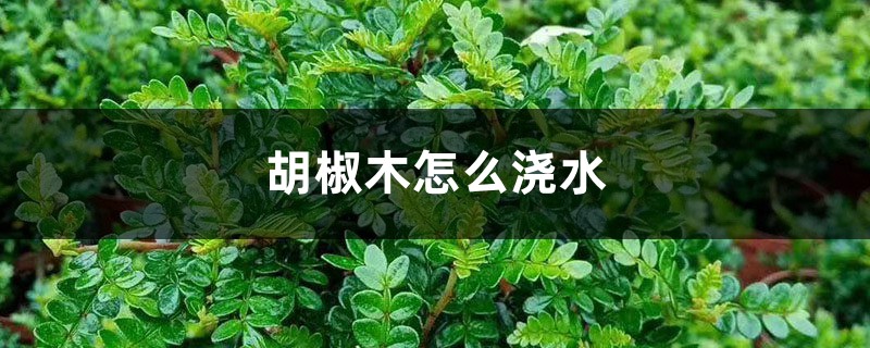 胡椒木怎么浇水