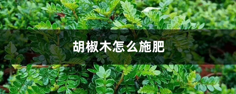 胡椒木怎么施肥