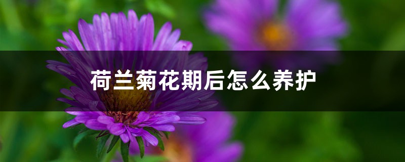 荷兰菊花期后怎么养护