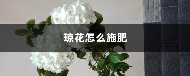 琼花怎么施肥