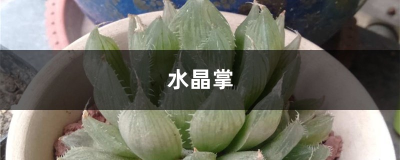 水晶掌叶片发软怎么办