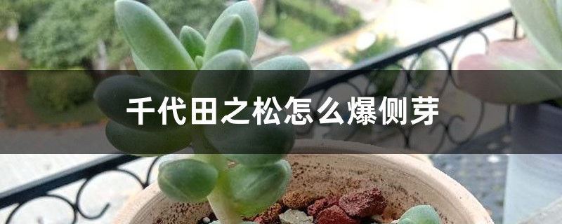 千代田之松怎么爆侧芽