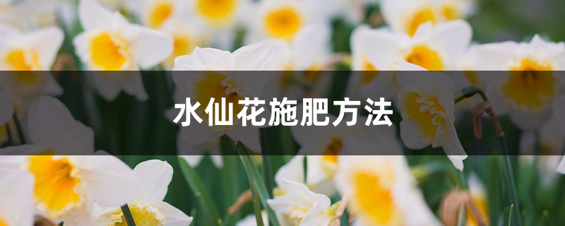 水仙花施肥方法