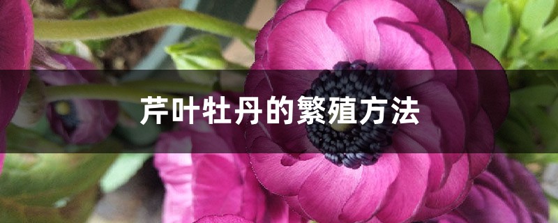 芹叶牡丹的繁殖方法