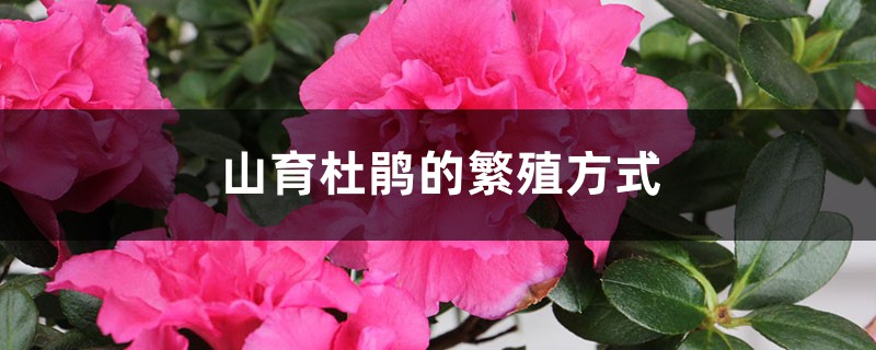 山育杜鹃的繁殖方式