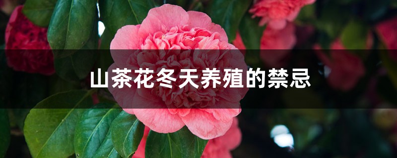 山茶花冬天养殖的禁忌