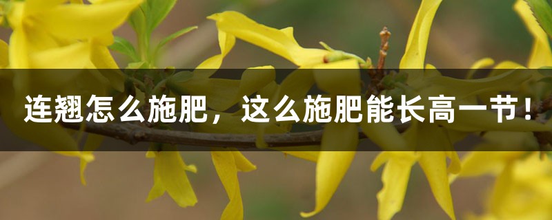 连翘怎么施肥，这么施肥能长高一节！