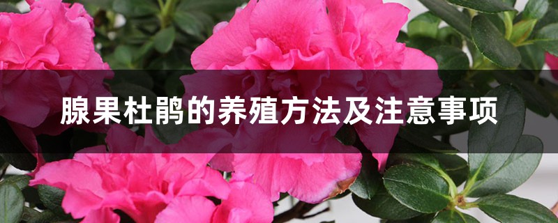 腺果杜鹃的养殖方法及注意事项 腺果杜鹃的养殖方法及注意事项