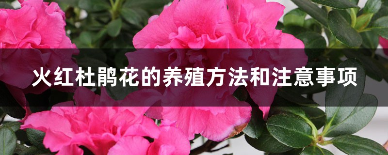 火红杜鹃花的养殖方法和注意事项