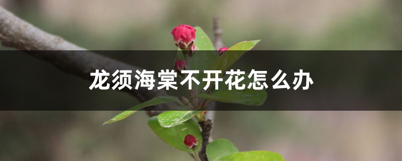 龙须海棠不开花怎么办