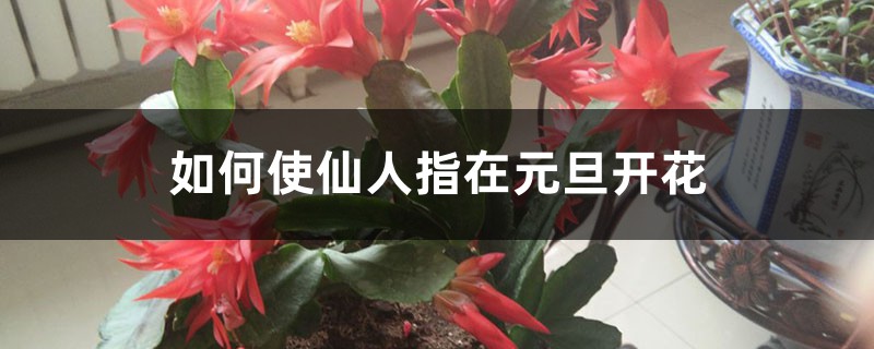 如何使仙人指在元旦开花