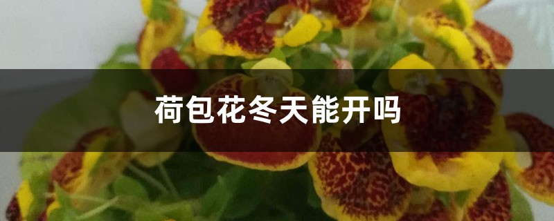 荷包花冬天能开吗