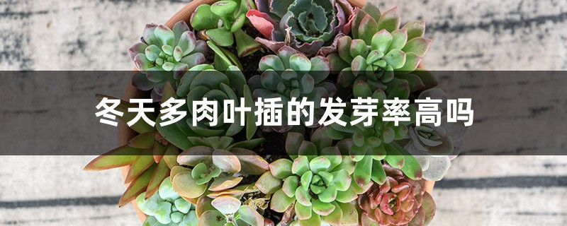 冬天多肉叶插的发芽率高吗 冬天多肉叶插的发芽率高吗