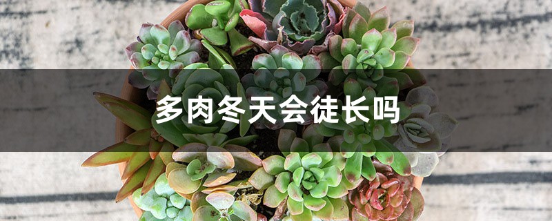 多肉冬天会徒长吗 多肉冬天会徒长吗