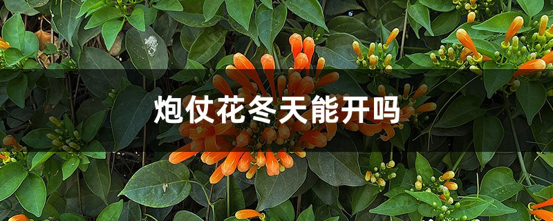 炮仗花冬天能开吗