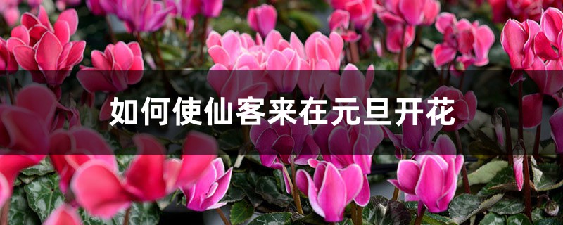 如何使仙客来在元旦开花 如何使仙客来在元旦开花