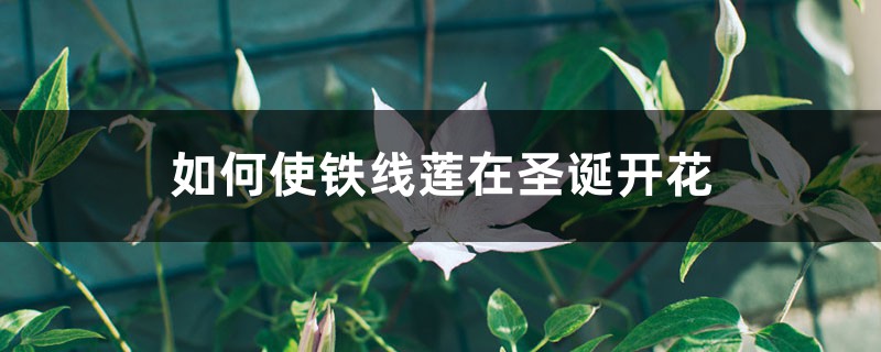 如何使铁线莲在圣诞开花 如何使铁线莲在圣诞开花