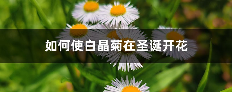如何使白晶菊在圣诞开花 如何使白晶菊在圣诞开花