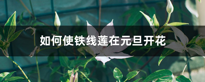 如何使铁线莲在元旦开花