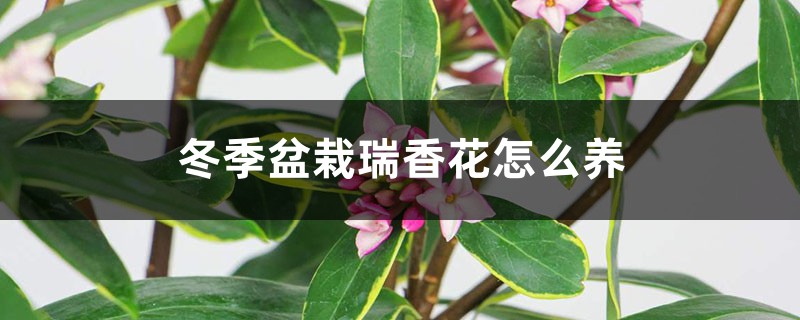 冬季盆栽瑞香花怎么养