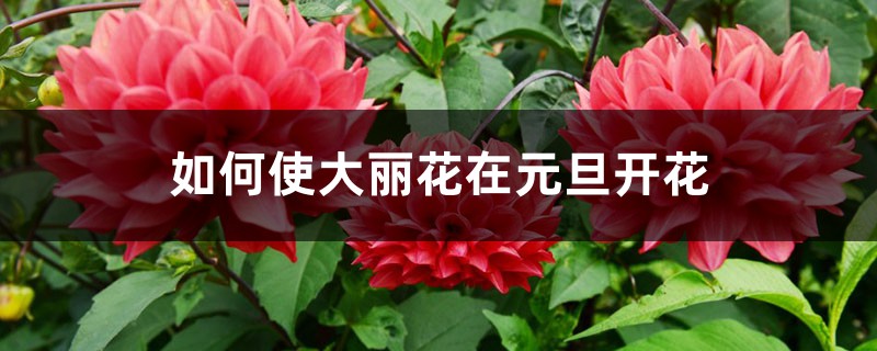 如何使大丽花在元旦开花