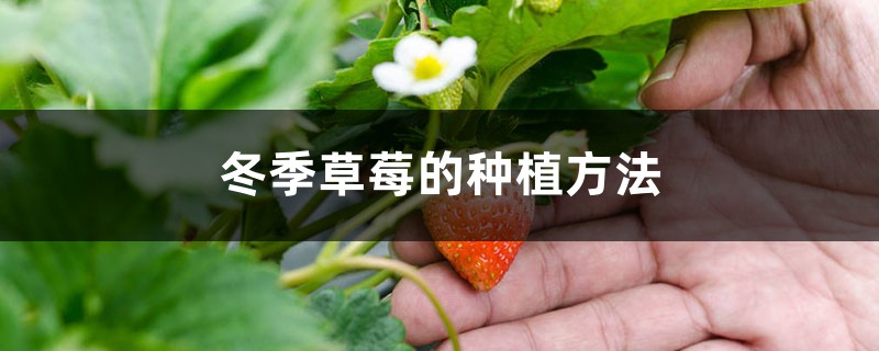 冬季草莓的种植方法