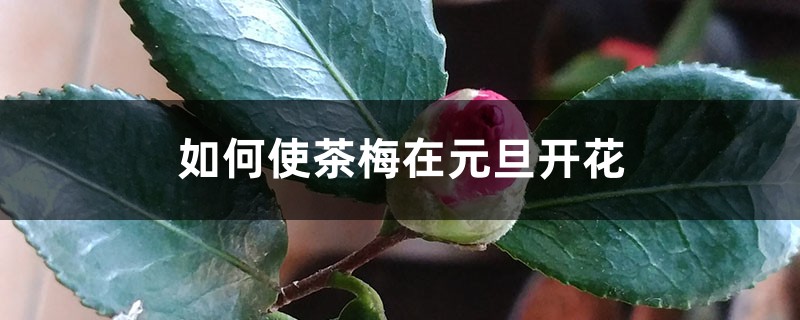 如何使茶梅在元旦开花