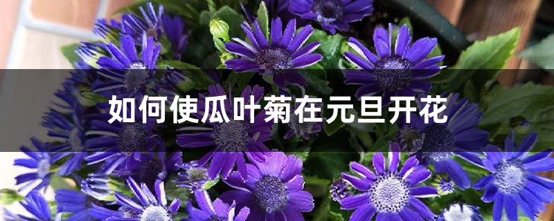 如何使瓜叶菊在元旦开花