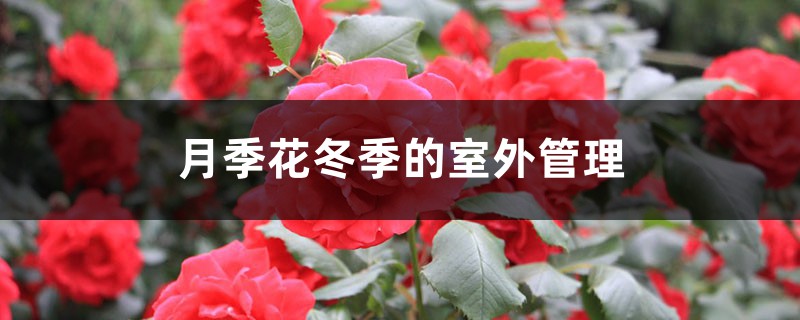 月季花冬季的室外管理