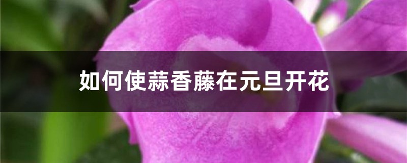 如何使蒜香藤在元旦开花