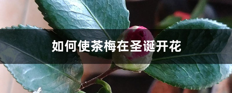 如何使茶梅在圣诞开花