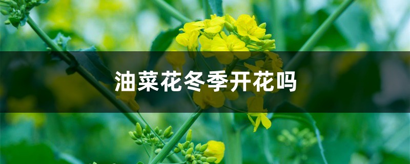 油菜花冬季开花吗