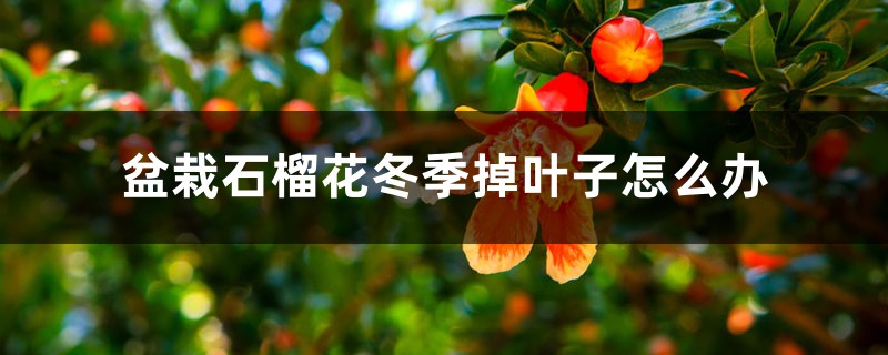 盆栽石榴花冬季掉叶子怎么办