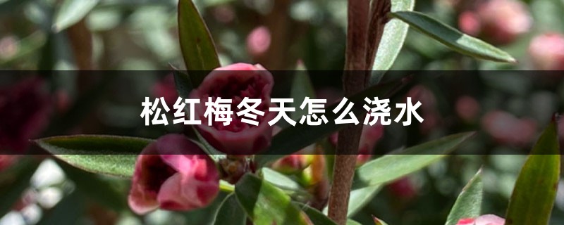 松红梅冬天怎么浇水