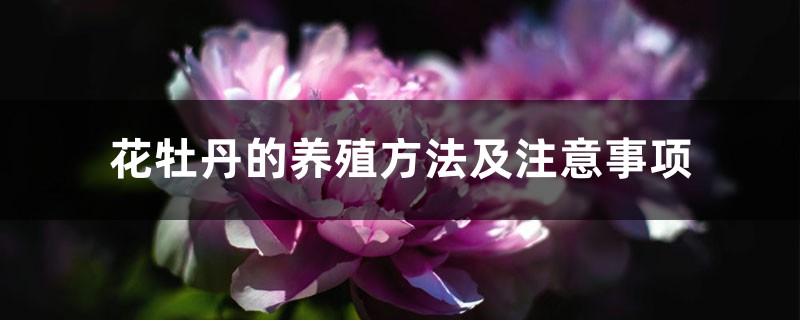 花牡丹的养殖方法及注意事项