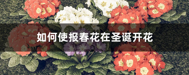 如何使报春花在圣诞开花