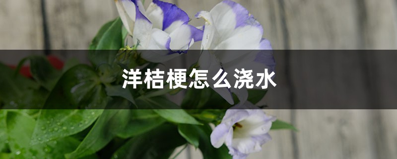 洋桔梗怎么浇水