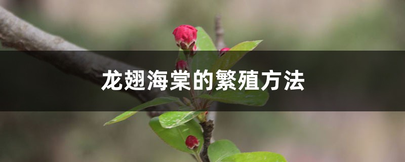 龙翅海棠的繁殖方法