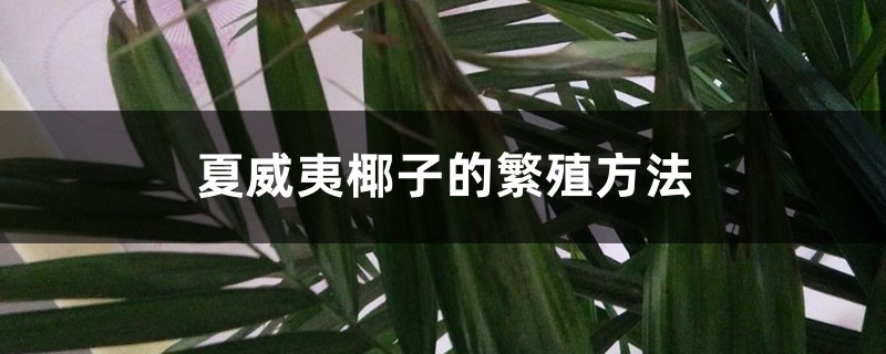 夏威夷椰子的繁殖方法