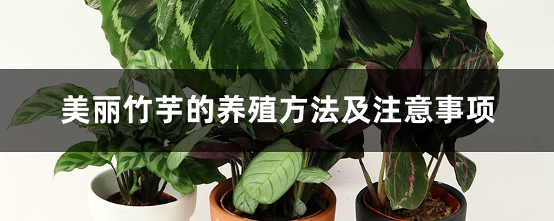 美丽竹芋的养殖方法及注意事项