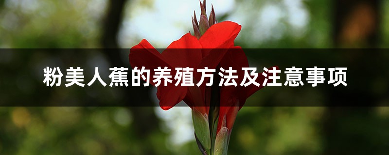 粉美人蕉的养殖方法及注意事项