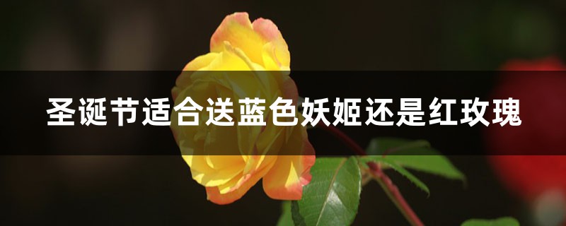 圣诞节适合送蓝色妖姬还是红玫瑰