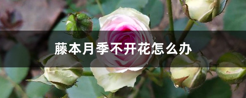 藤本月季不开花怎么办