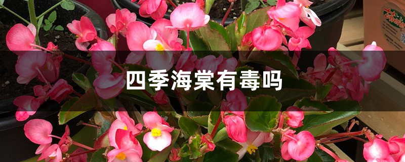 四季海棠有毒吗