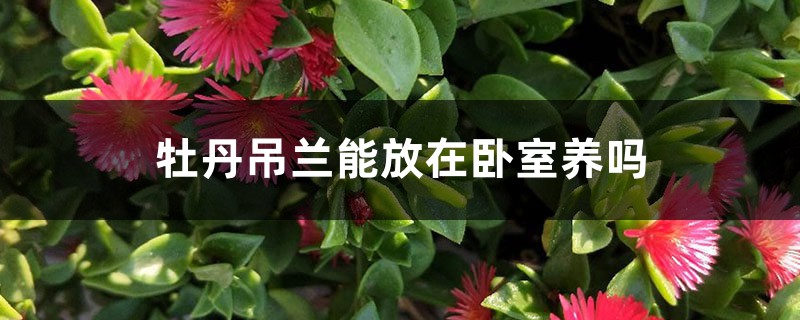 牡丹吊兰能放在卧室养吗